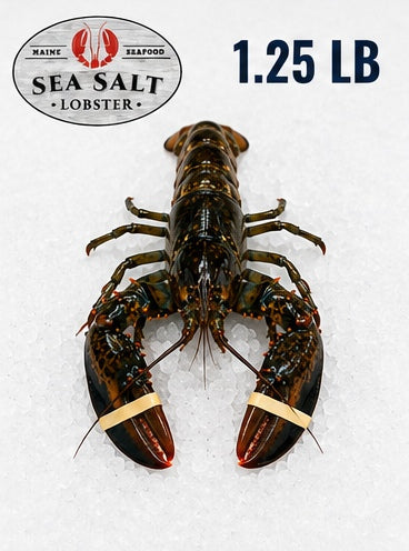 1.25 lb live Maine lobster