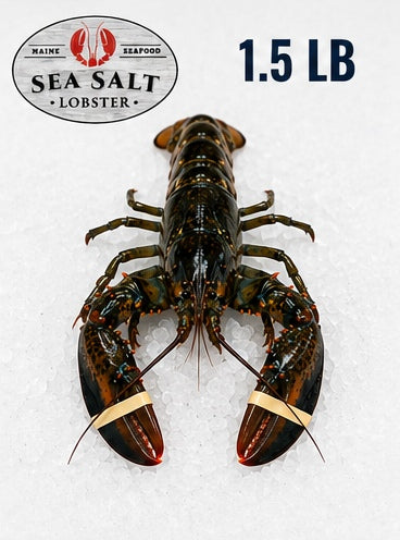 1.50 lb live Maine lobster