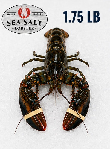 1.75 lb live Maine lobster