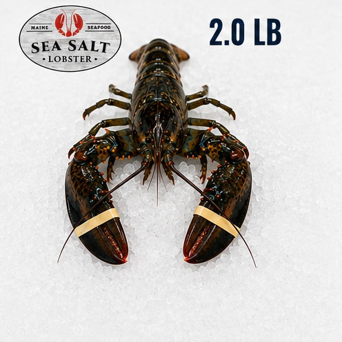 2.0 lb live Maine lobster