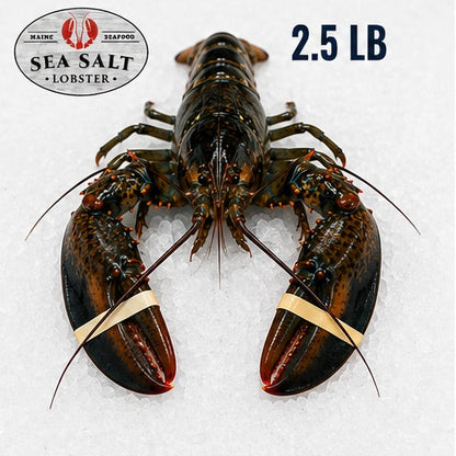 2.50 lb live Maine lobster