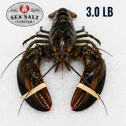 3.0 lb live Maine lobster