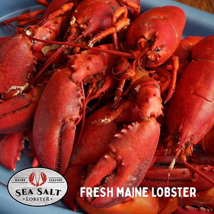 Live Maine lobster held over the tank in Saco, Maine