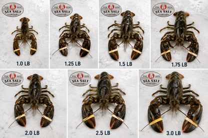 Live Maine lobster pack from Sea Salt Lobster in Saco, Maine