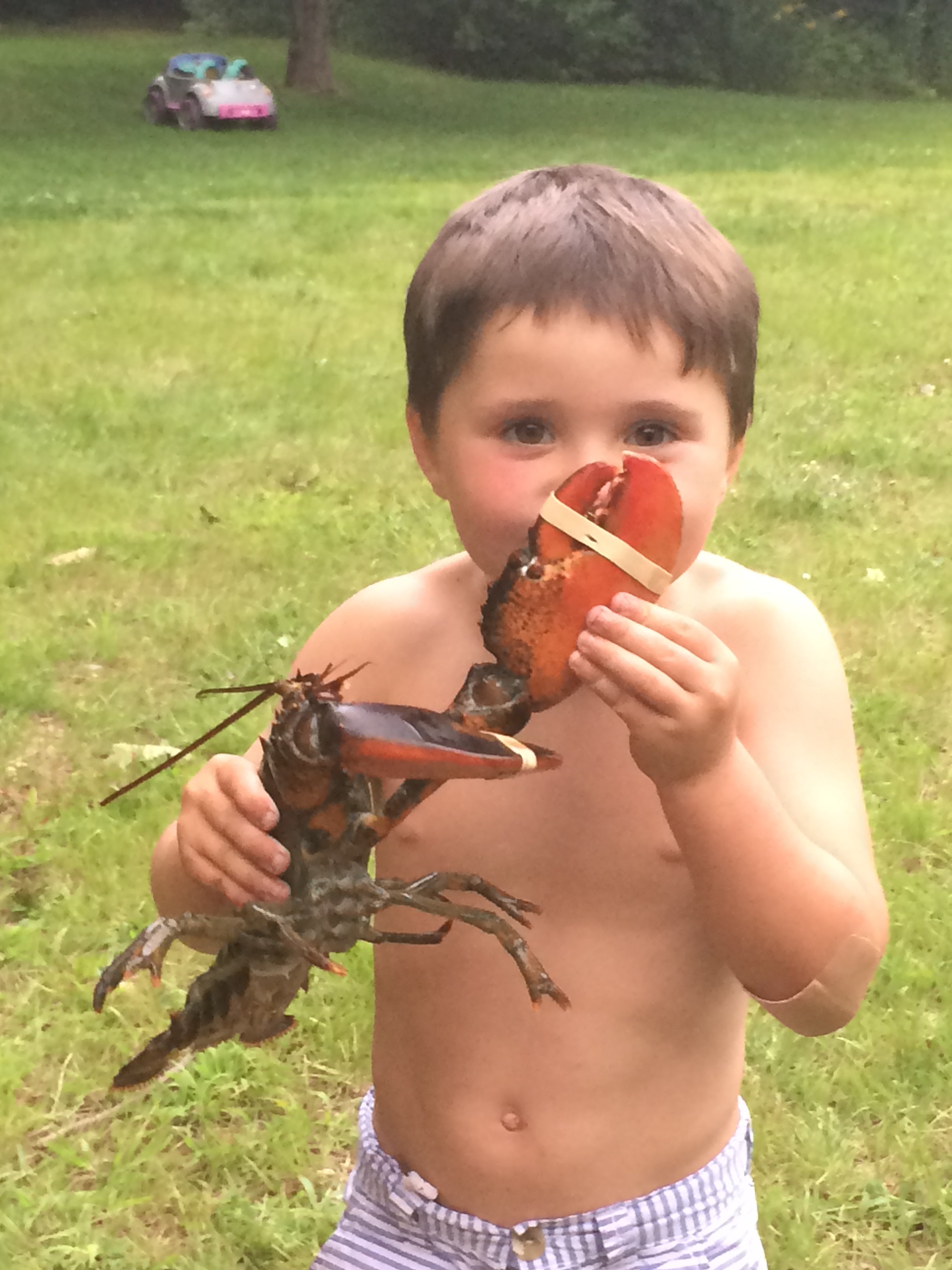 Cooked Maine lobster ready to serve
