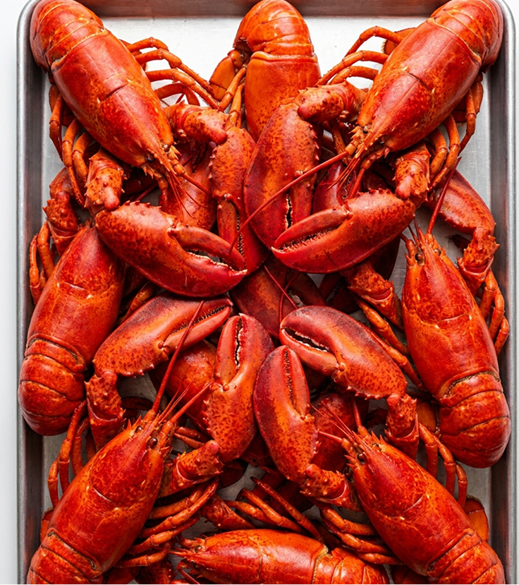 Homard vivant